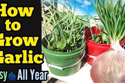 How to Grow Garlic All Year - Container Gardening, Small Space Garden,  Beginners Guide Growing Tips