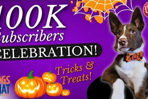 Training Tips to Make Halloween Costumes Fun for Dogs