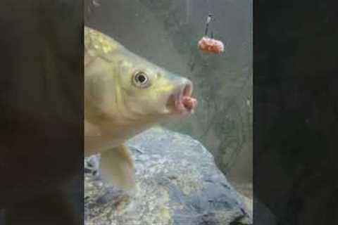 GoldFish Eating Bait Underwater |Fishing Camera Underwater