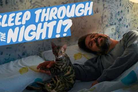 What to do if my cat doesn't let me sleep? - TRAIN YOUR CAT TO SLEEP