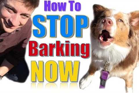 How to Teach Your Dog Not to Bark,  Humanely and Effectively: 3 Things You Can Do Right Now