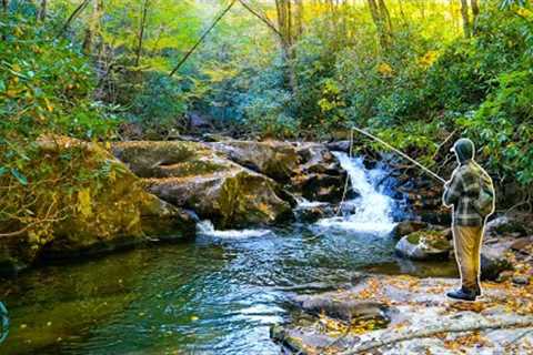 Fly Fishing Small Creek Heaven!! || Trout Fishing North Carolina and Virginia