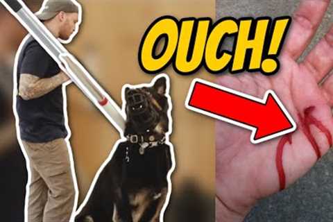 AGGRESSIVE German Shepherd ATTACKS Trainer- Aggressive dog training