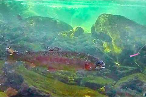 Insane Crystal Clear Creek Fishing for Trout! (Underwater Footage)
