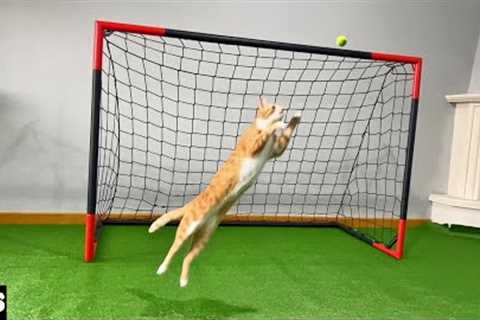 Goalkeeper Cat Got Snubbed from World Cup!