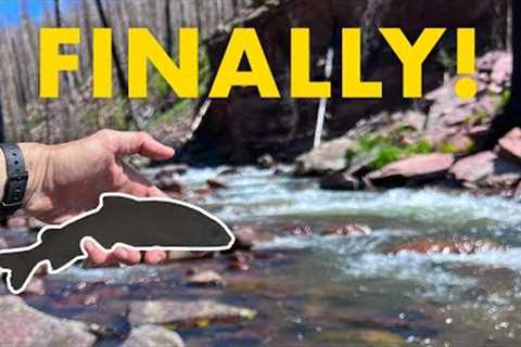 It Took Me YEARS to Catch This New Species!! (Tenkara Fly Fishing in a Creek)