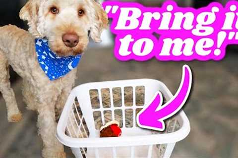 Teach your Dog to Bring You Things! 🐶 SO STINKIN' SIMPLE!!