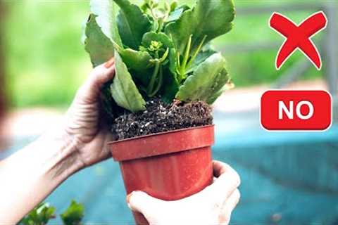 NEVER IGNORE THESE 10 GARDENING TIPS ON BUYING PLANTS FROM NURSERY