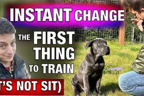 How to Train the FIRST Thing I Train Every Dog! *INSTANT CHANGE*