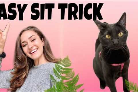 TEACH YOUR CAT TO SIT: Super Easy!!