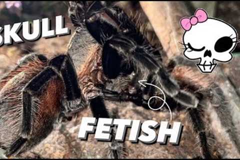 His male Tarantula has a SKULL FETISH 💀 !!! LOL