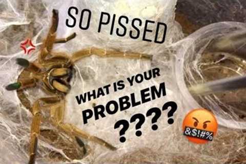 WATERING my TARANTULAS (Part 6) !!!