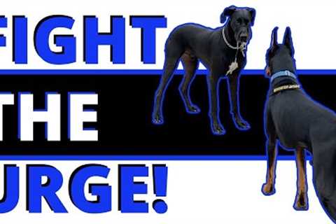 Impulse Control: Your Secret Weapon! Build the Discipline to Solve Reactivity, Fighting, Jumping
