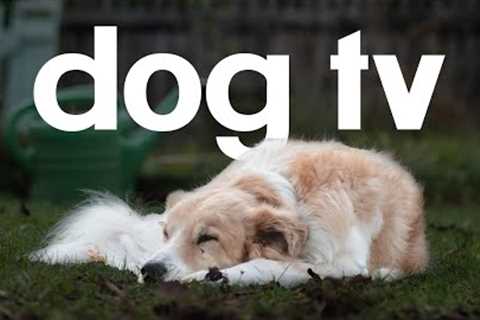 Dog TV - 20 Hours of Calming and Entertaining Video for Dogs!