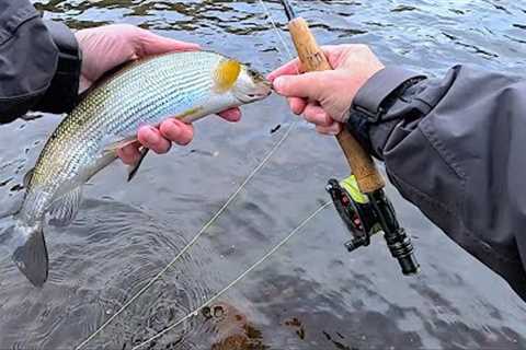 Fly Fishing for Grayling with Davie McPhail