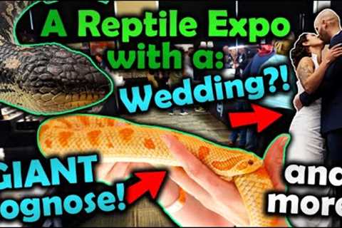 Attending the Most Epic Tinley Reptile Show Ever!