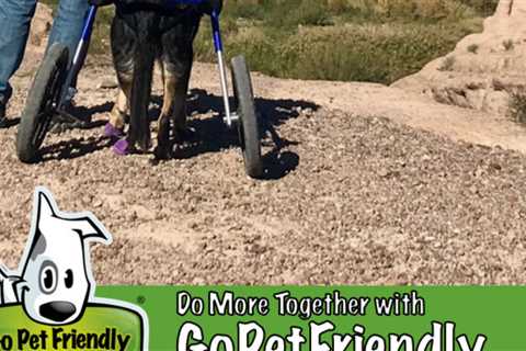 Exploring Big Bend National Park In Texas With Dogs