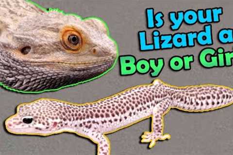 How to Sex Bearded Dragons and Leopard Geckos!