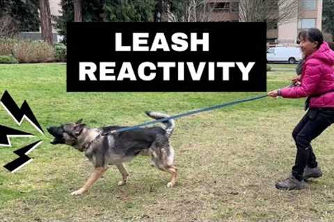 How We Stop BARKING &amp; LUNGING at Other Dogs (Leash Reactivity)