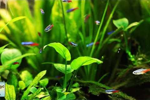 Stunning Tropical Aquarium Fish &amp; The Best Relax Music