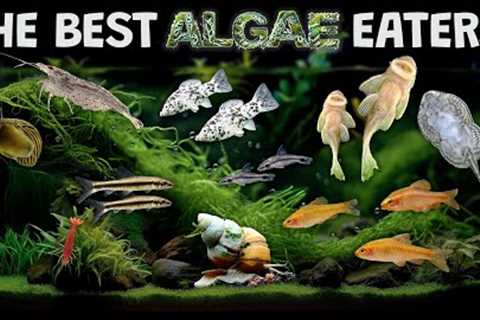 The Best Algae Eaters For Your Aquarium Fish Tank: The Good, The Bad, and The Useless.