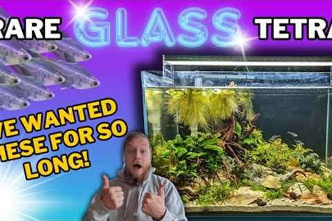 Building a natural aquarium for SEE THROUGH fish! (FIRST fish tank in the fish room)