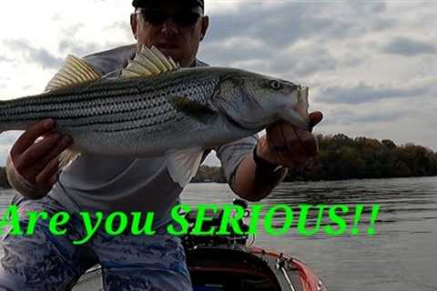 FALL FISHING!! ( Not what I was expecting) on OLD Hickory Lake!! #diawa  #pulsefishlures