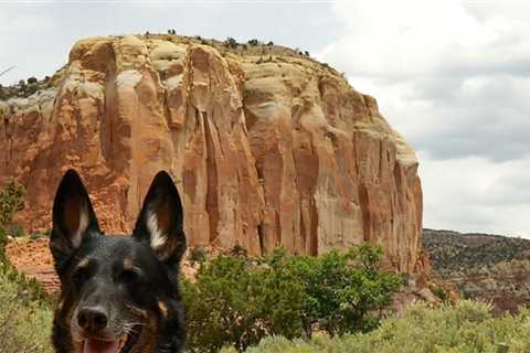 Dog Friendly Off Leash Hiking On Federal Lands