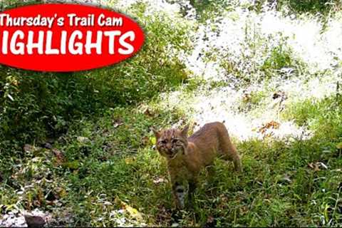 Bobcat Kitten Meows, No Stripe Skunk, Wet OWL and  Hawk: Thursday's Trail Cam Highlights 11.2.23