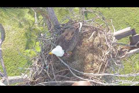 Southwest Florida Eagle Cam