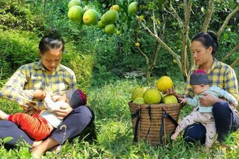 Harvest grapefruit to sell at the market, take care of animals on the farm