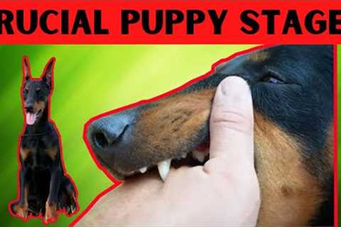 Raising a puppy. Everything you need to know