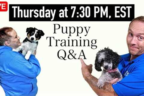The 5 Most Important Questions In Puppy Training