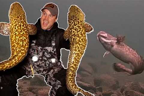 CRAZY Burbot (Eelpout) Action - ICE FISHING (Underwater Footage) + Locations, Tips, &amp; Tricks