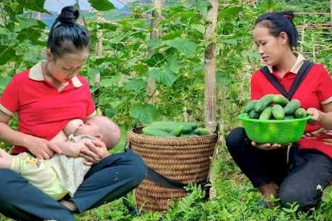 Harvest melons and bring them to the market to sell - cook porridge for your children to eat
