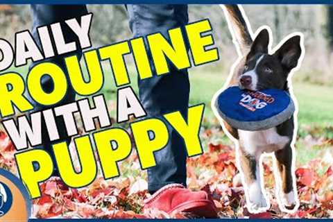 Training My New Puppy, What He Knows So Far: Susan Garrett's Plan And Puppy Schedule #243 #podcast