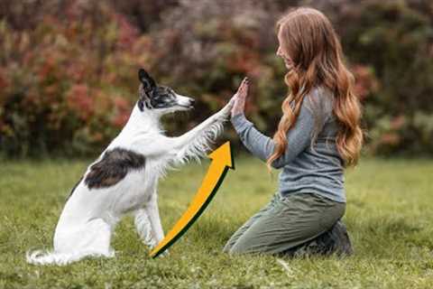 How To Teach Your Dog To High Five - Professional Dog Training Tip
