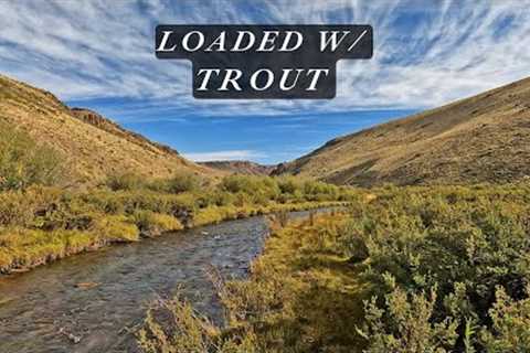 40 browns in 4 hours...this creek is loaded with trout!