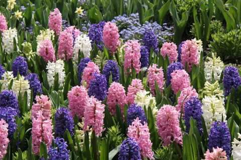Guide To Growing and Forcing Hyacinth Bulbs