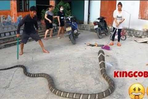 Terrible, the world's largest and most venomous snake - king cobra | people's obsession