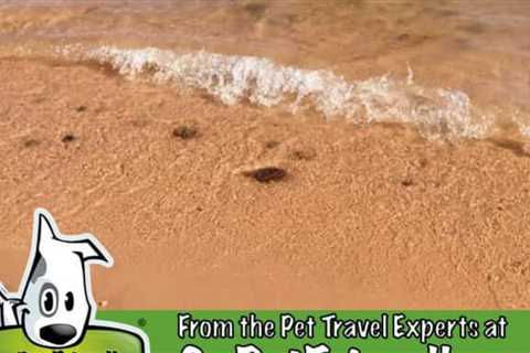 Visiting Arizona’s National Parks With Pets