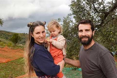 FIRST OLIVE HARVEST ON OUR OFF GRID HOMESTEAD IN SICILY!