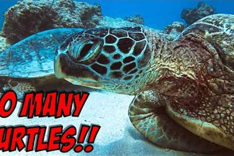 Epic Turtle Canyon Scuba Dive - Honolulu, Oahu, Hawaii