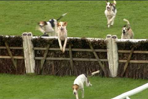 Some amazing jumps by these hounds - and a great finish too!