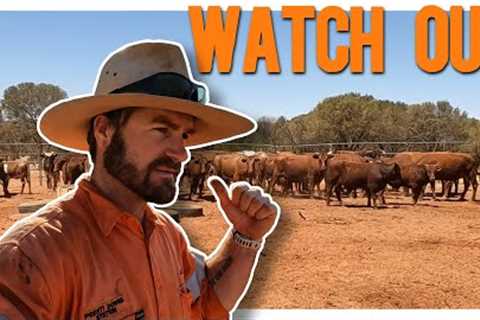 Return to the Rodeo: Mustering Season Begins!