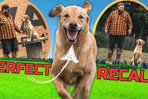 How To Turn AWFUL Recall Into PERFECT Recall With Your Dog