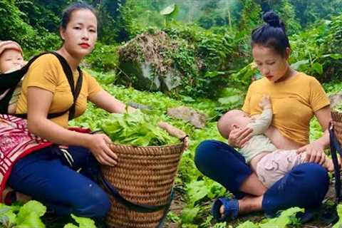 Harvesting green vegetables to sell at the market - The life of a single mother