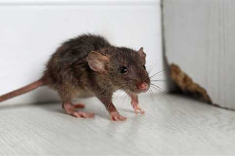 6 Things that Attract Mice