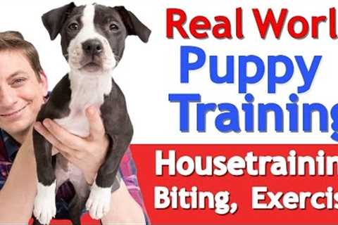 Puppy Training 101: This is What a Typical Day Should Look Like