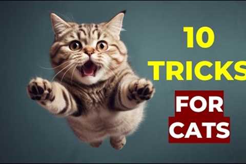 10 Amazing Cat Tricks You Can Train Them To Do